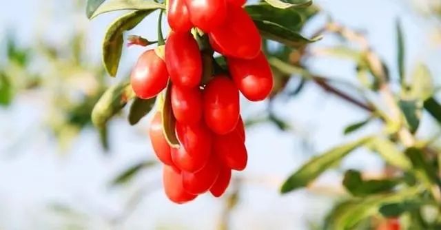 枸杞不仅能增精，还能降血糖？枸杞干吃好，还是泡水好？一文讲清