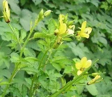 血脂高的人或是面条吃多了？建议：想降脂的人，2种食物最好少吃