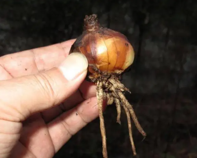 为何患癌的人群越来越多？医生建议：这6种蔬菜要少吃