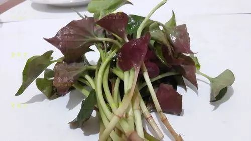 鱼腥草含“马兜铃酸”，有毒还致癌，是否可信呢？看完涨知识了