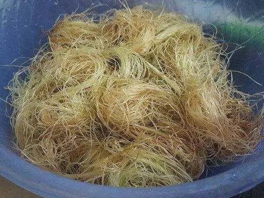 经常吃玉米，有哪些好处呢？但是玉米的6点禁忌要知道哦，别忽视