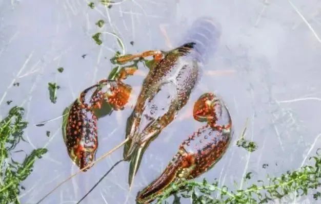 买小龙虾，分清“青壳”和“红壳”，差别大弄懂再买，干净又好吃