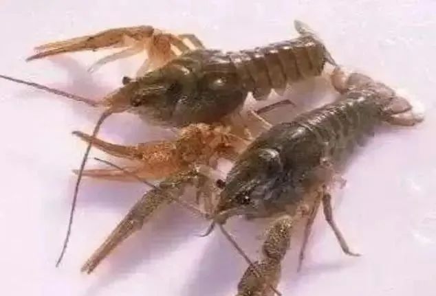 买小龙虾，分清“青壳”和“红壳”，差别大弄懂再买，干净又好吃