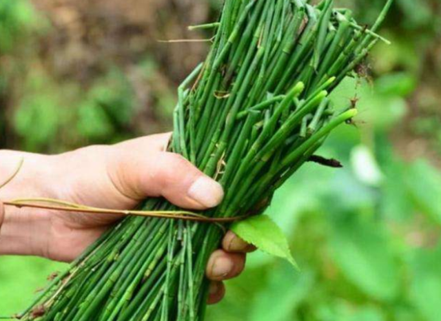 节节草是什么？医生：老人用它来泡脚或可以解决多年“老问题”