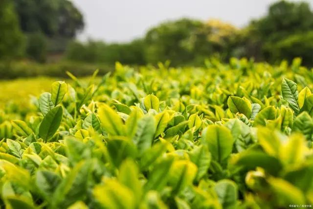 明日立夏，除了吃立夏蛋，这5种美味记得吃，顺应时节，安然度夏