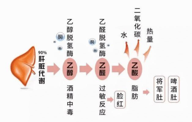 饮酒不过量就没事？医生提醒：这4类人最好做到“滴酒不沾”