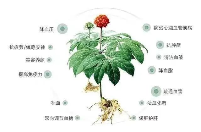 每天喝点三七粉，养生保健不生病？辟谣：三七只有这几方面作用