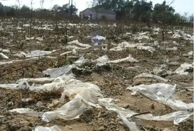 装菜塑料袋放进冰箱，等于“慢性自杀”会致癌？实验揭晓真相