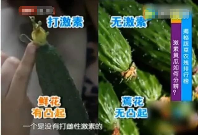 黄瓜是“激素瓜”？提醒：尽量少吃这种黄瓜
