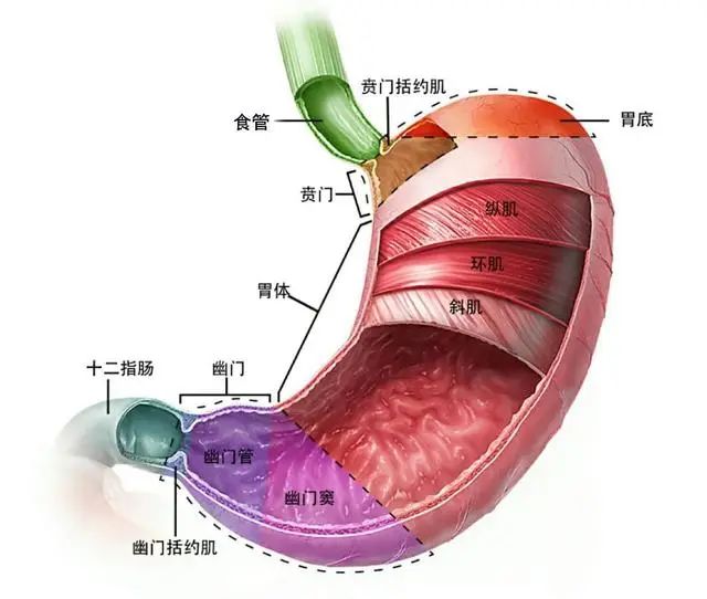 养胃最好的食物不是山药？注意：饭后吃一些，让“胃”变得更强壮
