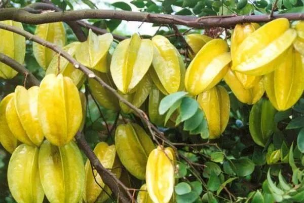 中国癌症高发，和吃水果太少有关？医生：这7种水果，请嘴下留情