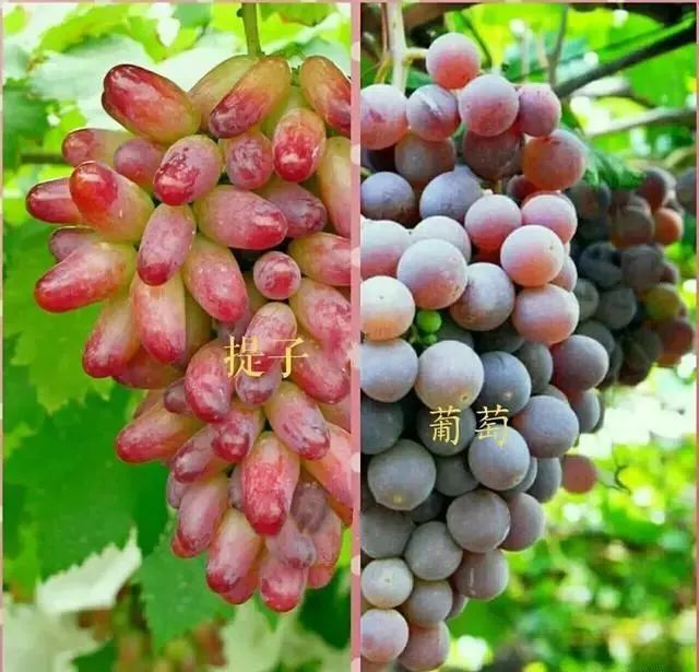 水果界中的5对“双胞胎”，就因起名不同，身价倍增，你都吃过吗