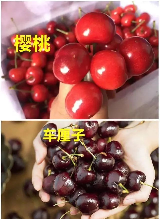 水果界中的5对“双胞胎”，就因起名不同，身价倍增，你都吃过吗