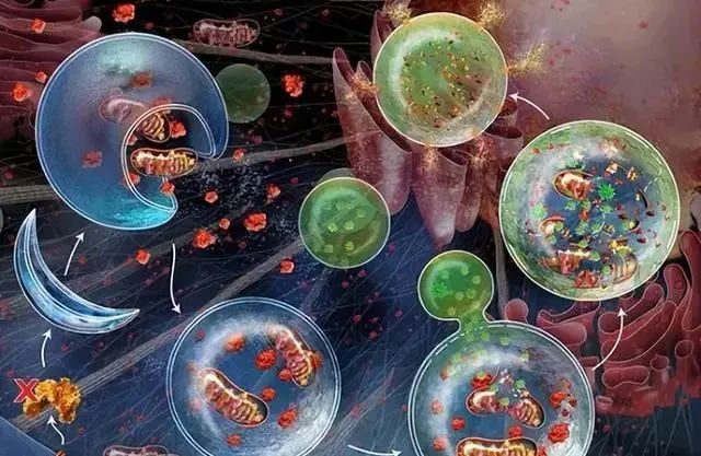 一天吃一顿延寿28%？美科学家发现：挨饿让身体自发清理“垃圾”