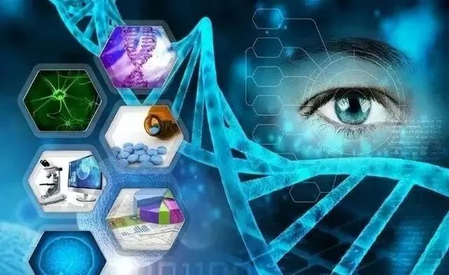 一天吃一顿延寿28%？美科学家发现：挨饿让身体自发清理“垃圾”