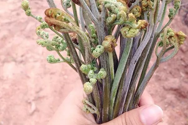 4种蔬菜被世卫组织列入“致癌名单”？医生：只有两个是真的