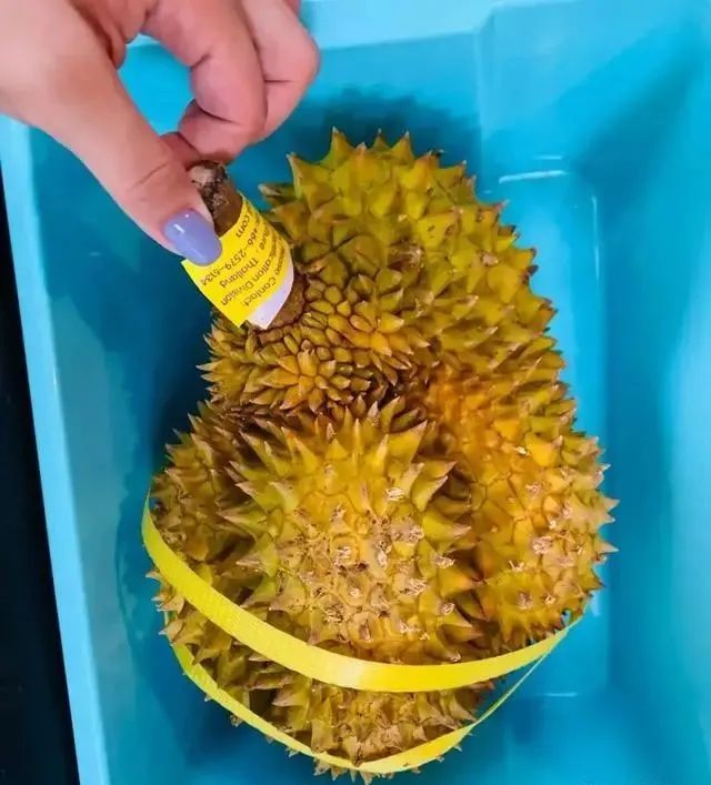 买榴莲，挑大的还是小的好？老果农：牢记5句顺口溜，一挑一个准