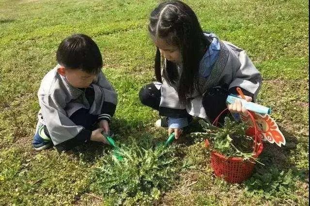 乡下4种“野菜”容易致癌？春天要少碰，请转告家人