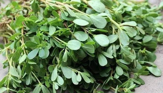 乡下4种“野菜”容易致癌？春天要少碰，请转告家人