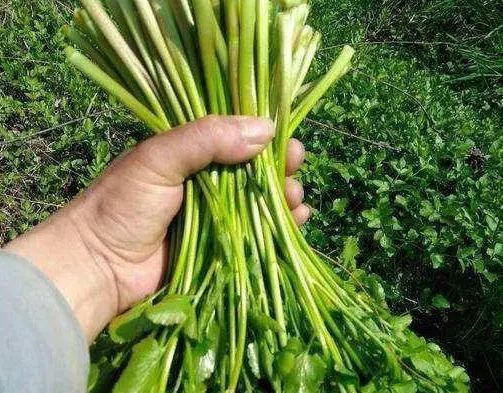 乡下4种“野菜”容易致癌？春天要少碰，请转告家人