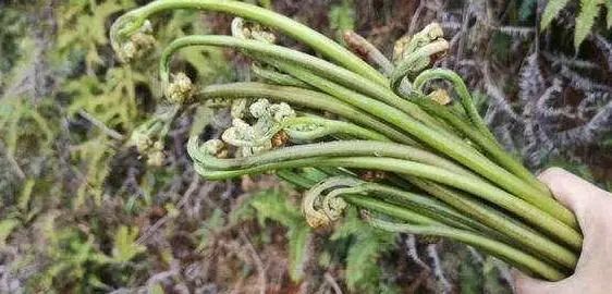 乡下4种“野菜”容易致癌？春天要少碰，请转告家人