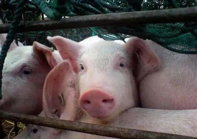 猪肉虽好，但身上的这5个部位建议少吃，有你爱吃的吗？