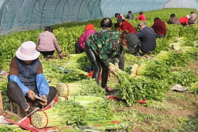 清明后气温升高，肝火旺！建议吃6种“降火菜”，润燥去火身体舒畅