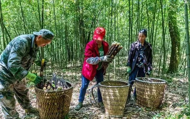 清明后气温升高，肝火旺！建议吃6种“降火菜”，润燥去火身体舒畅