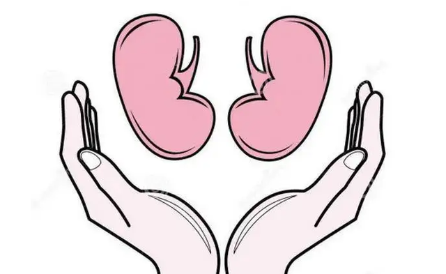 男人吃腰子能养肾？医生：真正补肾的是这3物，可能多数人不爱吃