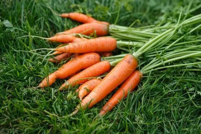 人工合成的“垃圾食品”有哪些，方便面意外落榜，看看榜首是谁