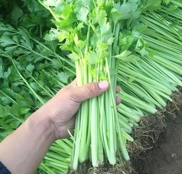 常吃玉米，能降低血糖吗？建议：血糖高的人，这五种食物可以常吃