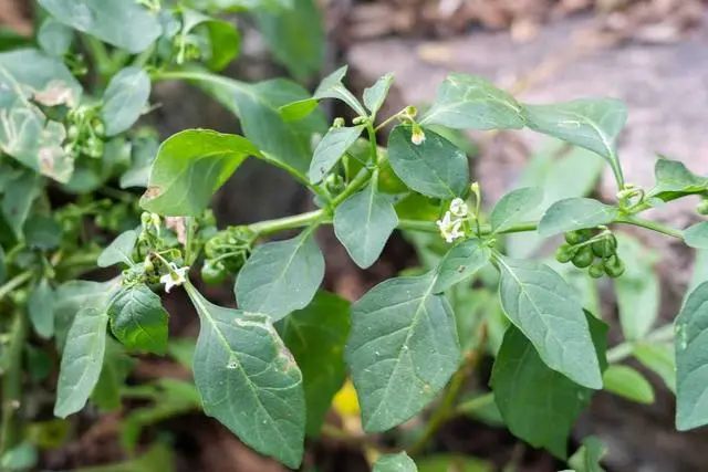 “癌细胞”或害怕8种碱性食物，医生：没事多吃点，降低癌症侵扰