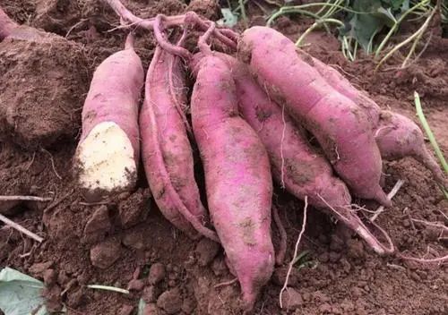 “癌细胞”或害怕8种碱性食物，医生：没事多吃点，降低癌症侵扰