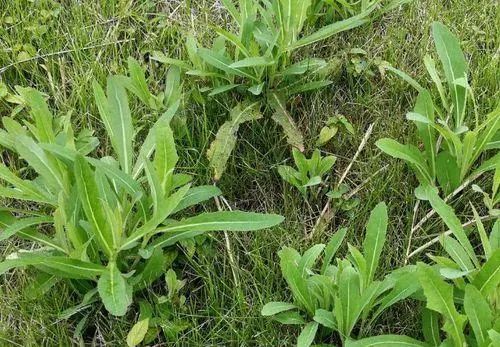 癌症越来越“猖狂”？医生：4种“自带毒素”的蔬菜，尽量不要吃