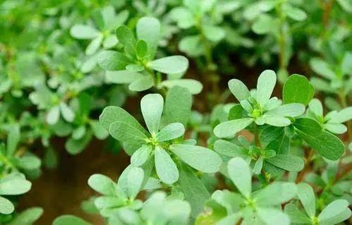 癌症越来越“猖狂”？医生：4种“自带毒素”的蔬菜，尽量不要吃