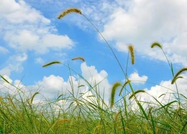 “狗尾巴草”其实是个宝，用它来煮水喝，或能帮助解决这5个问题
