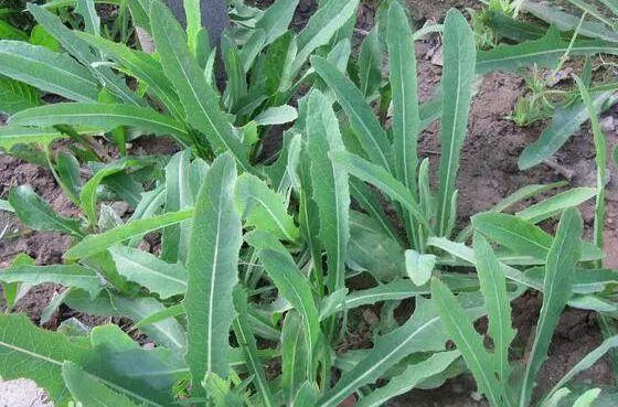 为何癌症越来越多？建议：6种“自带毒素”的野菜，能不吃就不吃