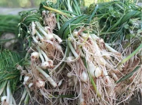 为何癌症越来越多？建议：6种“自带毒素”的野菜，能不吃就不吃
