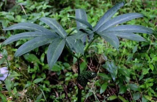 为何癌症越来越多？建议：6种“自带毒素”的野菜，能不吃就不吃