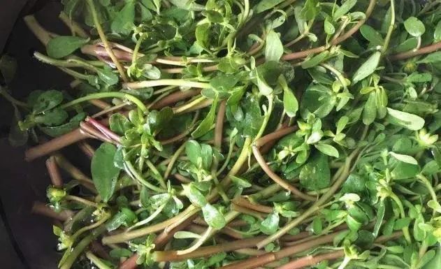 为何癌症越来越多？建议：6种“自带毒素”的野菜，能不吃就不吃