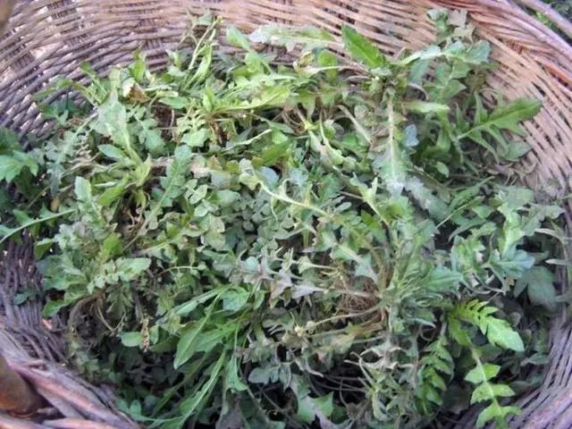 为何癌症越来越多？建议：6种“自带毒素”的野菜，能不吃就不吃