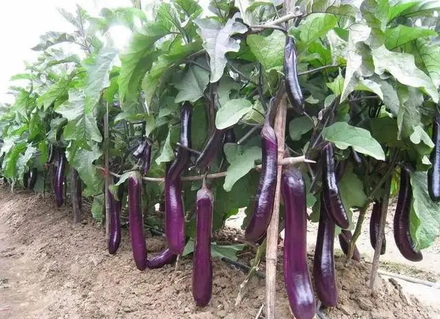 建议中老年人：别太节俭，这5种“高蛋白菜”要多吃，越吃越年轻