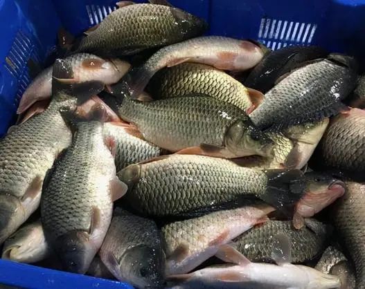 请停止食用这6种鱼，可能含有甲醛和重金属，建议转给家人看看