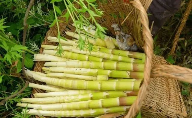 明日春分，再忙也别忘吃“3菜3果3芽”，应季而食，助你安然度春