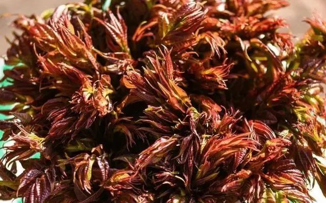 明日春分，再忙也别忘吃“3菜3果3芽”，应季而食，助你安然度春