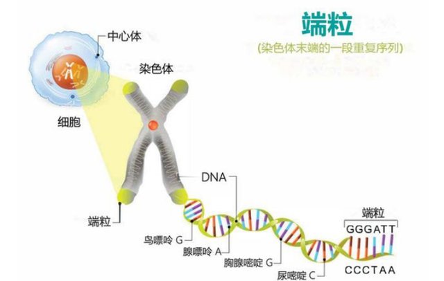 退休医生坦言：寿命长不是靠多走路和多睡觉，而是坚持这2件小事