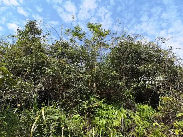 茶籽油、橄榄油、花生油、菜籽油、大豆油、葵花籽油哪种更好？