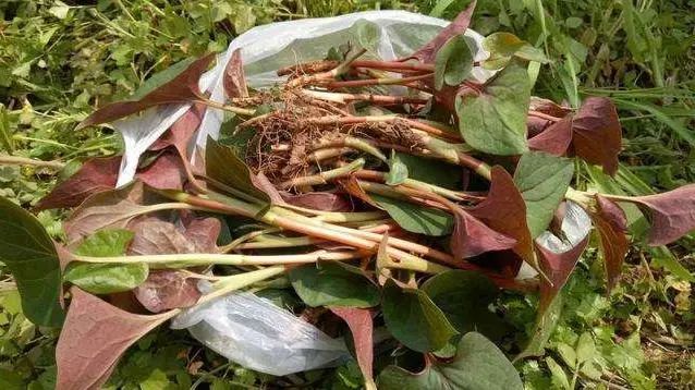 癌症越来越常见？6种“野菜”或易致癌，最好少碰，别再蒙鼓里了