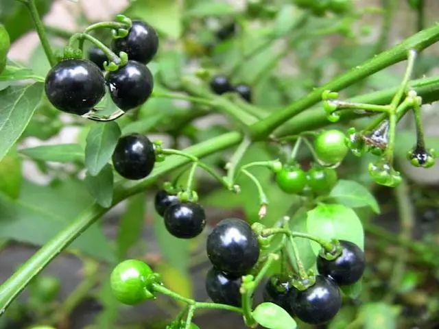 癌细胞或“讨厌”5种碱性食物，别不舍得吃，或能防癌，助力健康