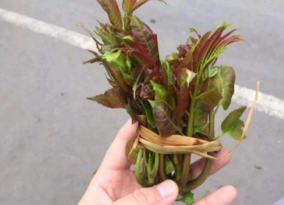 三月中旬，香椿大量上市，吃新鲜香椿要有“5忌”，不懂别乱吃